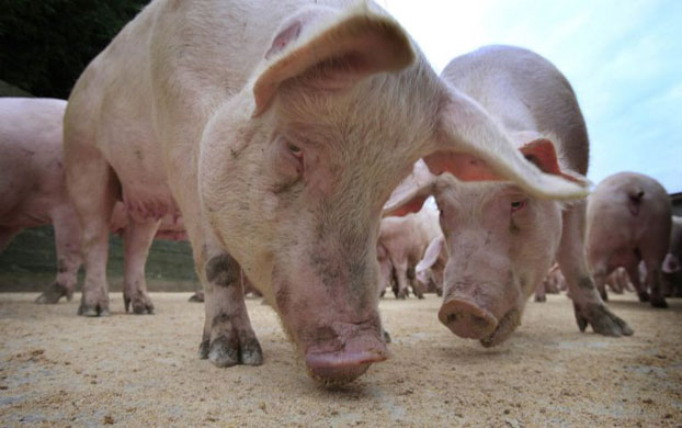 Gallery Week in wildlife: Northern Ireland: Pigs eating at a farm