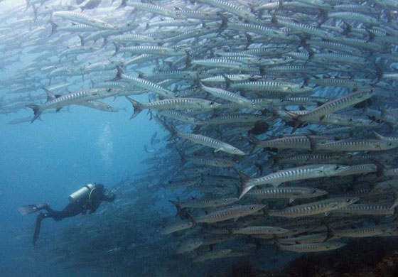 Gallery Week in wildlife: Sipadan, Malaysia: A scuba diver approaches a school of giant barracudas