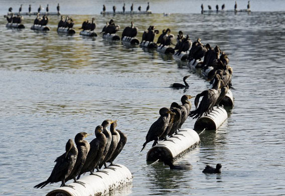 Gallery Week in wildlife: Oakland, US: Cormorants sun themselves on a breakwater at Lake Merritt
