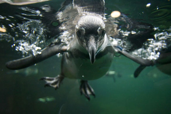Gallery Week in wildlife: Nuremberg, Germany: A Humboldt penguin dives in his pool at the zoo