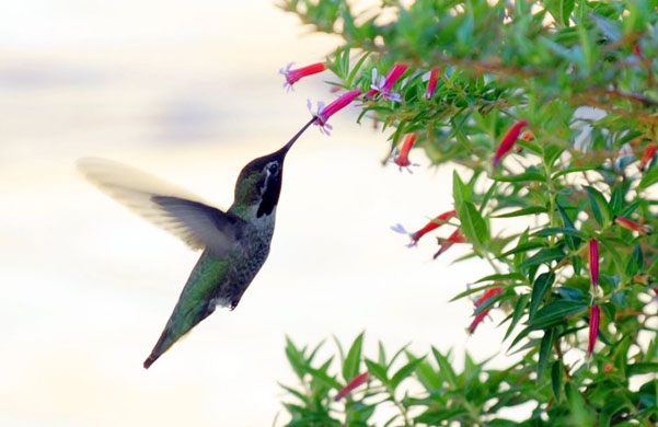 Gallery Week in wildlife: Los Angeles, US: A Hummingbird feeds