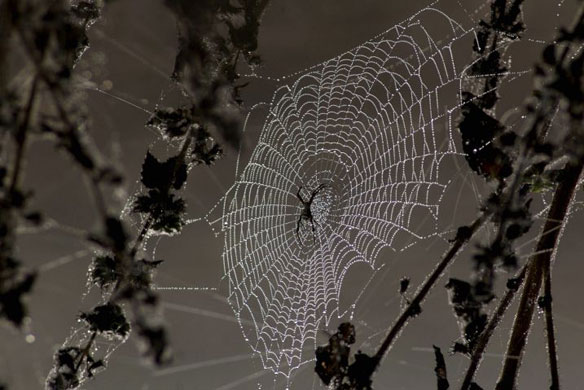 Gallery Week in wildlife: Bhubaneswar, India: Dew drops condensed on a spider's web on a cold morning