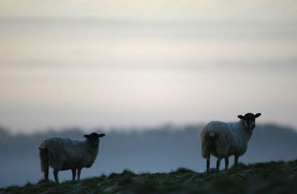 Gallery Week in wildlife: Glastonbury, UK: Sheep in a field