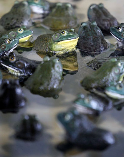 Gallery Week in wildlife: American Bullfrogs are seen at the Jurong Frog Farm in Singapore