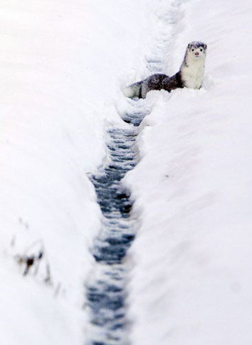 Gallery Week in wildlife: mink farm in China