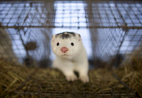Gallery December 12 2008: Harbin, China: A mink looks out of an open cage at a mink farm
