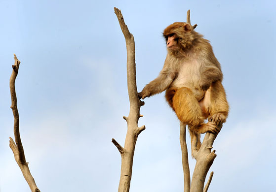 Gallery 24 hours in pictures: A monkey sits on a tree