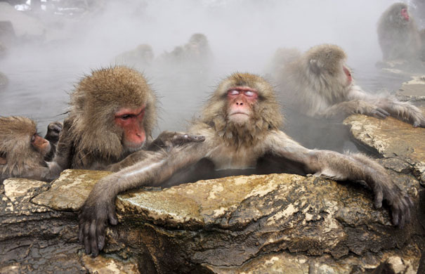 Gallery 24 hours in pictures: Japanese monkeys