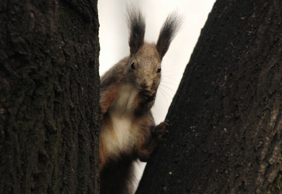 Gallery 24 hours in pictures : A squirrel is pictured in a tree in a city park in Skopje