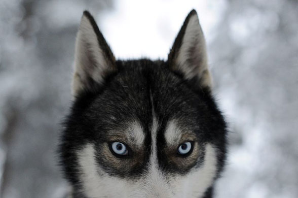 Gallery 16 December 2008: Rovaniemi, Finland: A husky on a farm