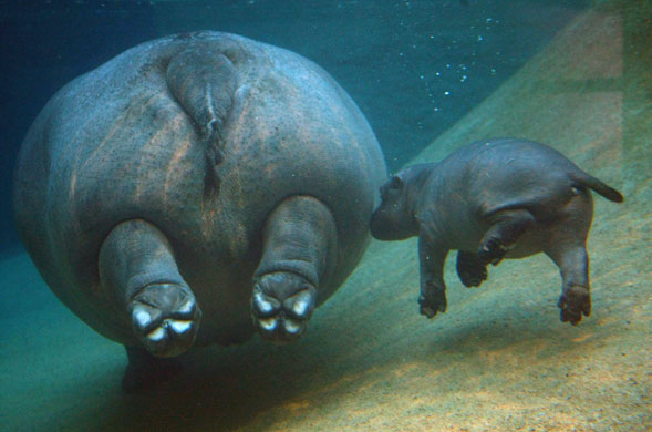 Gallery 16 December 2008: Berlin, Germany: A baby hippopotamus swims with her mother