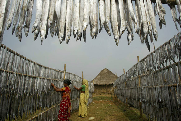Gallery 16 December 2008: India: Fisherwomen dry fish at a village near Paradeep