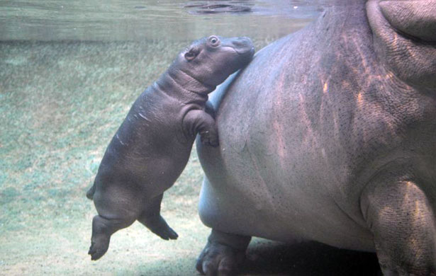 Gallery Baby hippopotamus: Baby hippopotamus