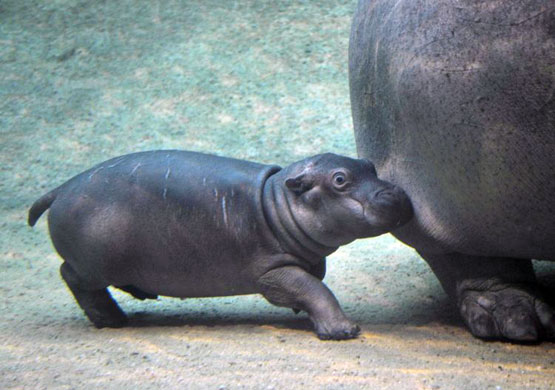 Gallery Baby hippopotamus: Baby hippopotamus