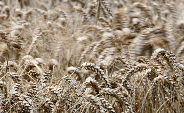 Gallery 2008 John Vidal Review: 2008 John Vidal Environment Review