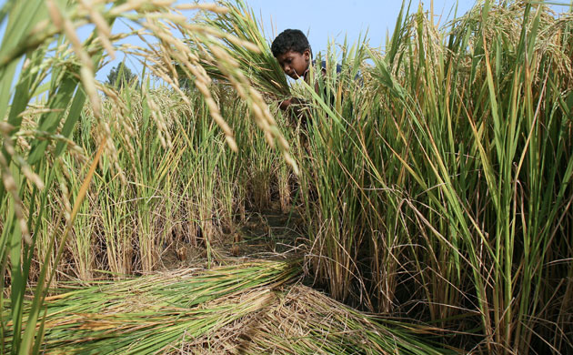 Gallery 2008 John Vidal Review: 2008 John Vidal Environment Review