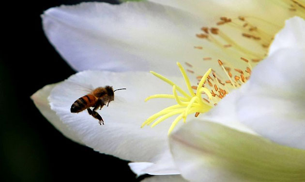 Gallery 17 December 1008: Cottesloe, Australia: A bee lands to collect pollen on the flower