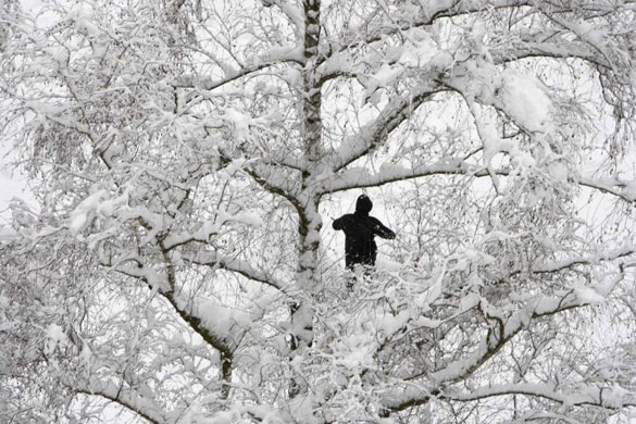 Gallery 17 December 1008: Bern, Switzerland: A snow covered tree