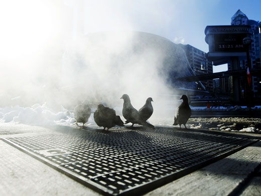 Gallery 24 hours in pictures : pigeons keep warm in Toronto 