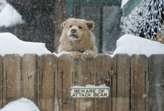 Gallery 24 hours in pictures : dog in a snowstorm