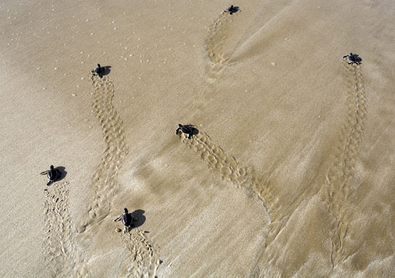 Gallery 24 hours in pictures : Sea Turtle Conservation in Indonesia