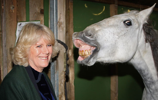 Gallery 24 hours in pictures : Camilla, Duchess of Cornwall and horse
