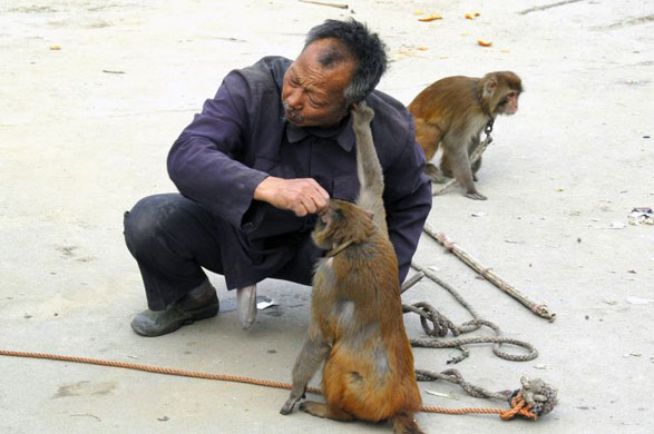 Gallery Angry monkeys in China: Angry monkeys in China