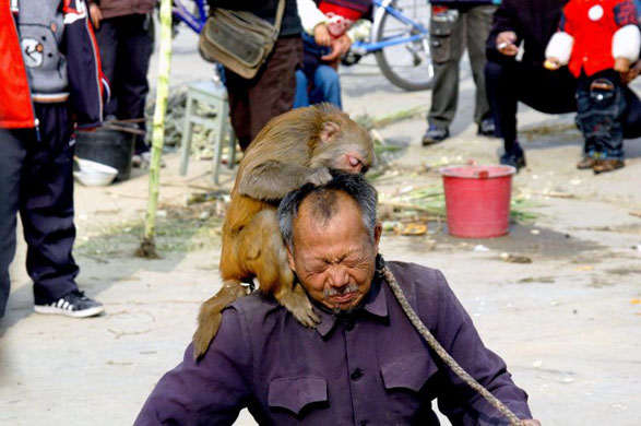Gallery Angry monkeys in China: Angry monkeys in China
