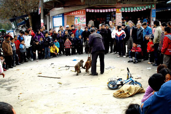 Gallery Angry monkeys in China: Angry monkeys in China
