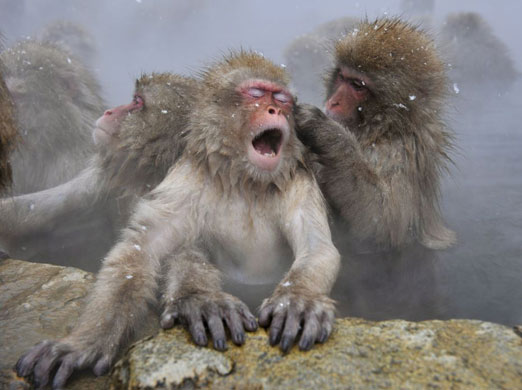 Gallery Week in wildlife: Yamanouchi,  Japan: A monkey yawns as it soaks in a hot spring
