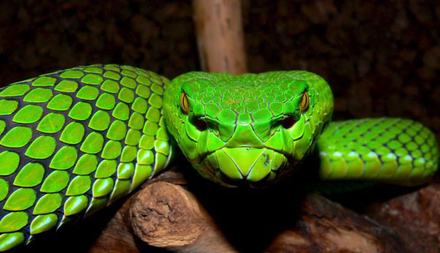 Gallery Week in wildlife: Green pit viper