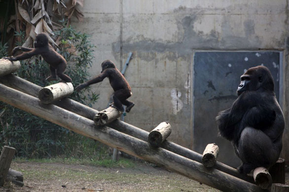 Gallery Week in wildlife: Tel Aviv, Israel: Gorillas at the Ramat Gan Safari