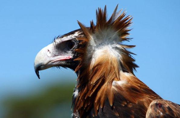 Gallery Week in wildlife: Sydney, Australia: Taronga Zoo's new wedge-tailed eagle