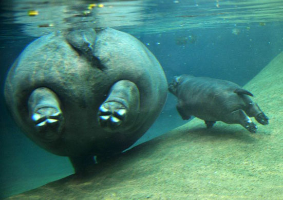 Gallery Week in wildlife: Berlin, Germany: A baby hippopotamus swims beside its mother