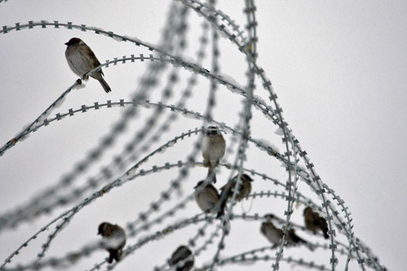 Gallery Week in wildlife: Sayed Abad, Afghanistan: Birds perch on snow-covered razor wire