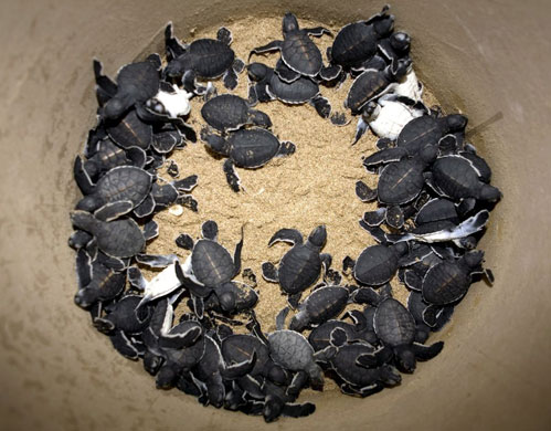 Gallery Week in wildlife: Sea turtle hatchlings at Ujung Genteng turtle conservation centre