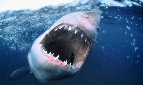 Great white shark Don 39t worry you 39ve more chance of winning the Mega