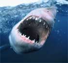 Great white shark