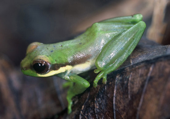 Gallery Week in wildlife: A extremely rare green-blooded, turquoise-boned Samkos bush frog