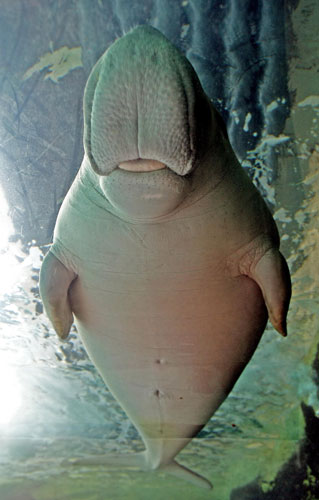 Gallery 19 December 2008: Pig the dugong aquaints himself with the new Mermaid Lagoon exhibit
