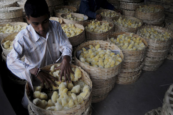 Gallery Mumbai: A worker inspects chicks abandoned because of bird flu contamination