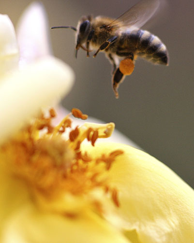 Gallery 24 hours: A bee hovers above a flower at a park in Amman