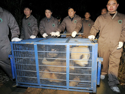 Workers transport giant panda Tuan Tuan in a cage