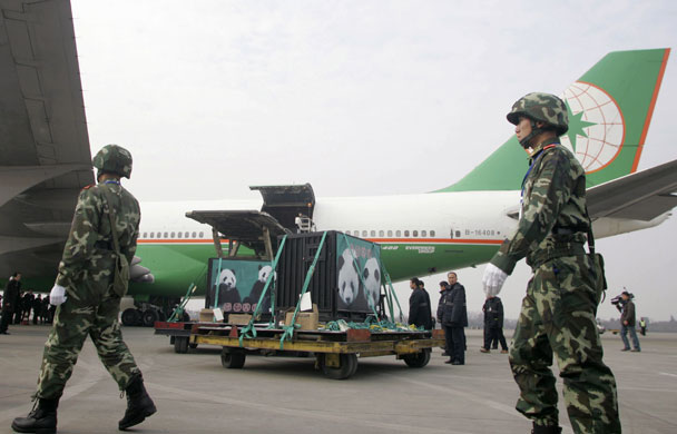 Security personnel escort the cages containing two Panda bears at the airport