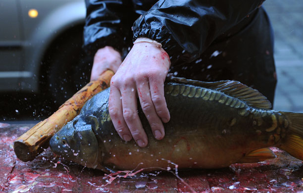 Gallery 24 hours in pictures: Chrisrtmas Carp in Prague