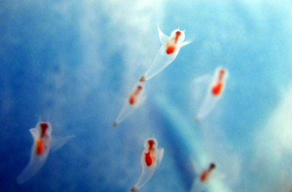 Gallery Best of wildlife: Tokyo, Japan: Sea angels swim in the water of a tank