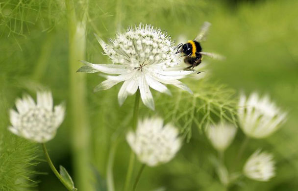 Gallery Best of wildlife: London, UK: A bumblebee on the press day of the Chelsea Flower Show