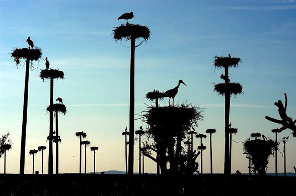 Gallery Best of wildlife: Caceres, Spain: Storks in their nests on prefabricated posts