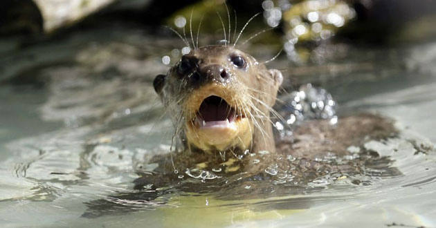 Gallery Best of wildlife: Hamburg, Germany: A baby giant otter swims through a basin