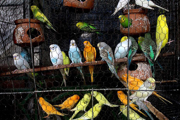 Gallery Best of wildlife: Calcutta, India: Different species of wild birds for sale in a local market